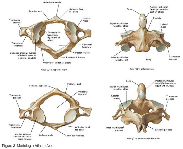 COLUMNA VERTEBRAL - CERVICAL - Anatomia I